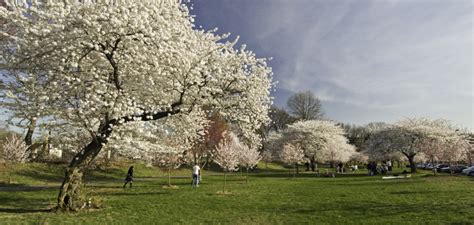 branch brook park webcam|WATCH: Cherry Blossom Live Feed Launches In Essex County